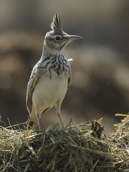 Töyhtökiuru, Crested Lark, Galerida cristata